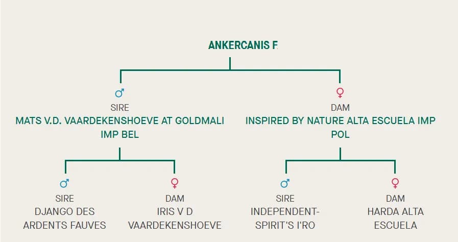 Miot F, AnkerCanis