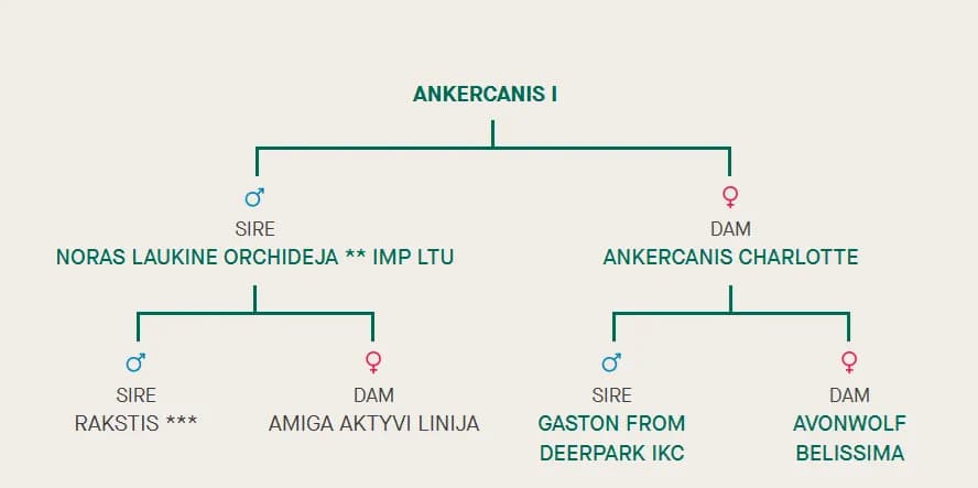 I litter, AnkerCanis