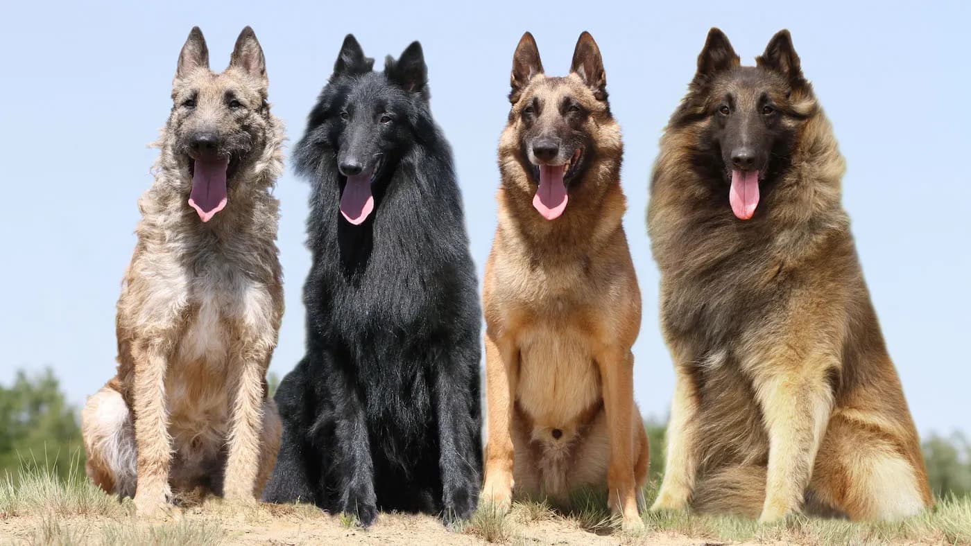 Cztery odmiany owczarka belgijskiego siedzące obok siebie: laekenois, groenendael, malinois i tervueren