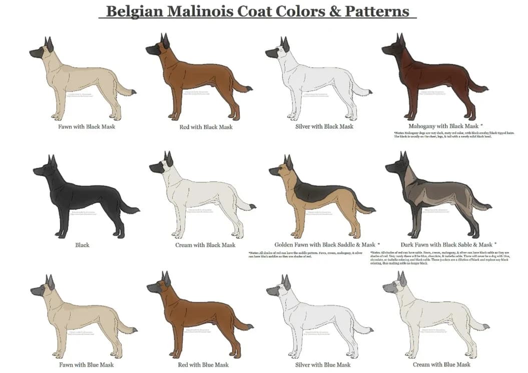 Umaszczenia i wzory owczarka belgijskiego malinois
