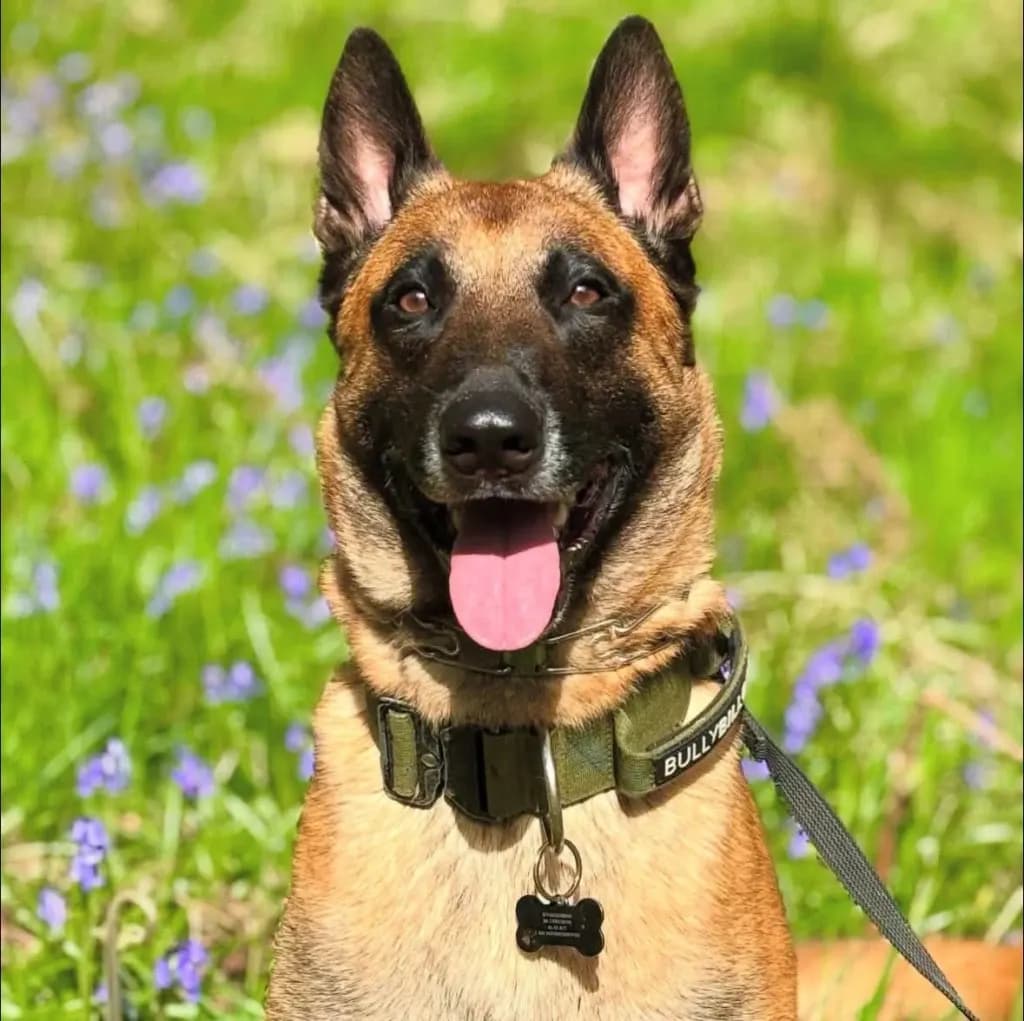 Dorosły malinois na smyczy wśród dzwonków leśnych, patrzący w obiektyw