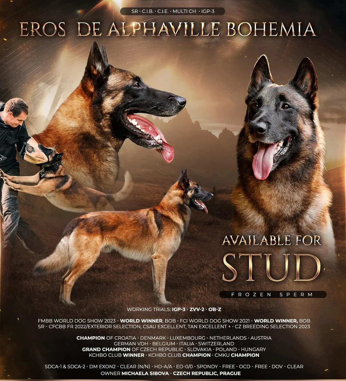 Bruno, stud dog, photo 3