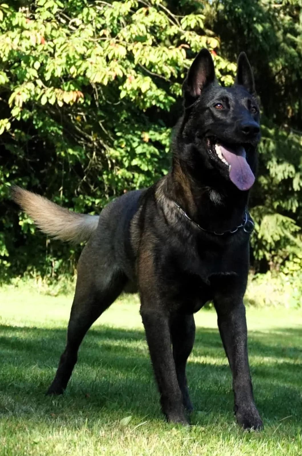 Cortes, stud dog