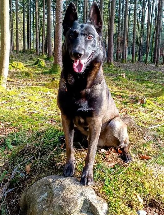 Cortes, stud dog, photo 3