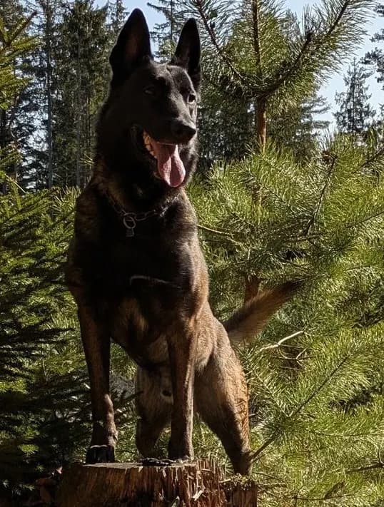 Cortes, stud dog, photo 6