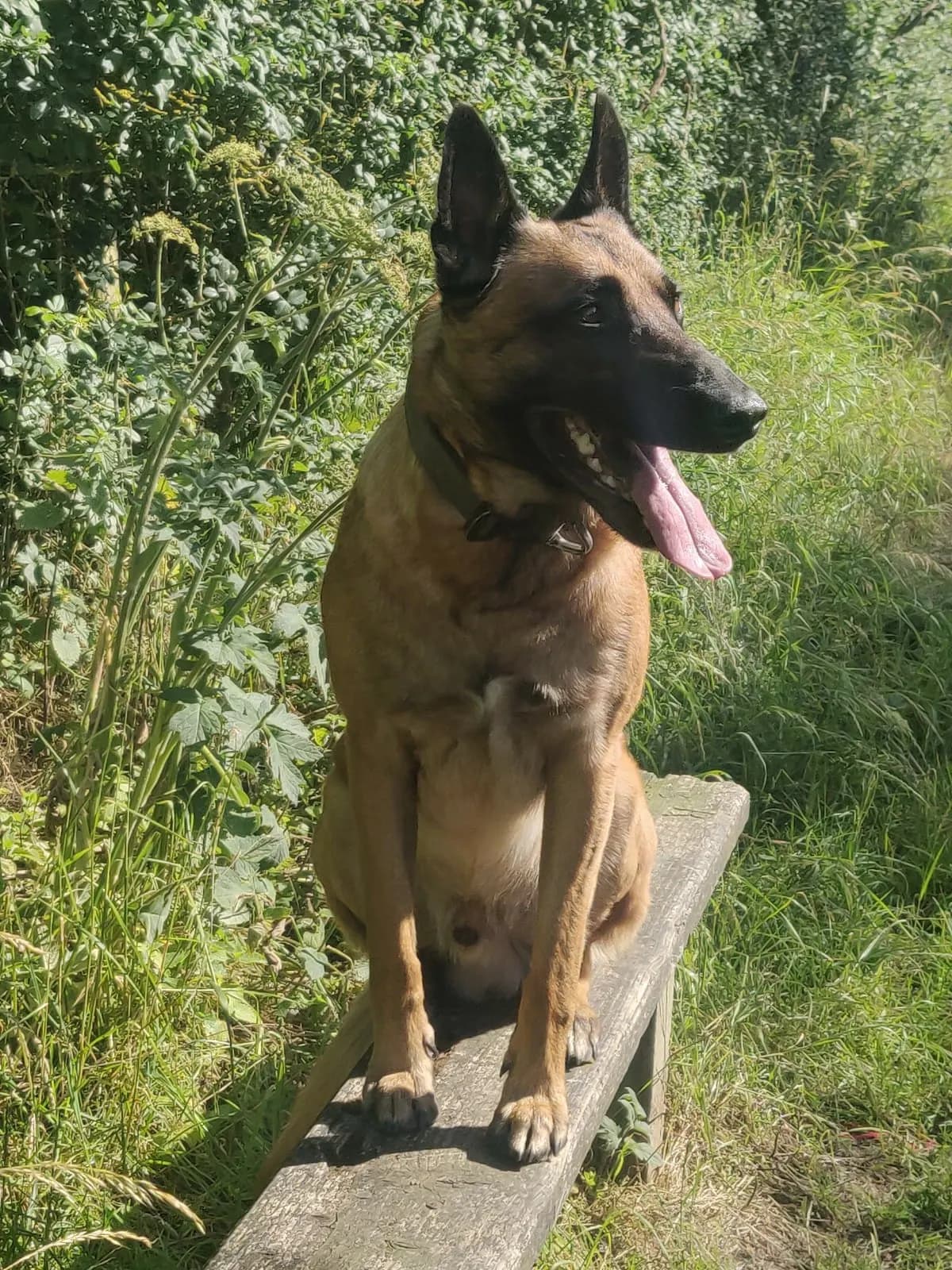 Dexter, stud dog, photo 3
