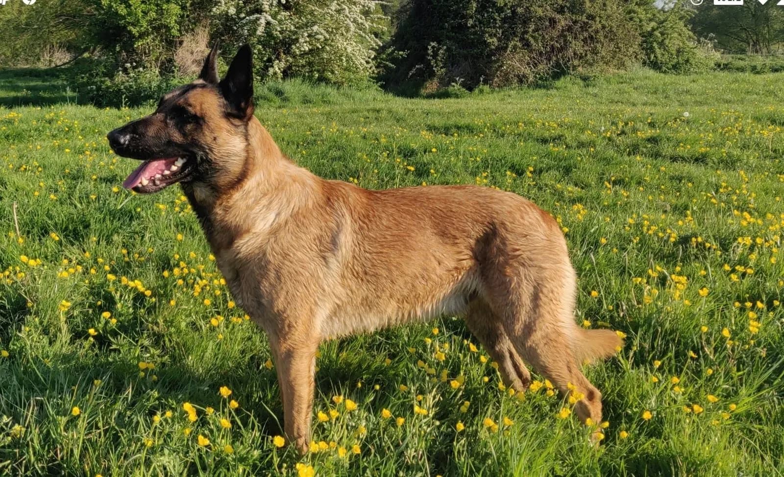 Dexter, stud dog, photo 4