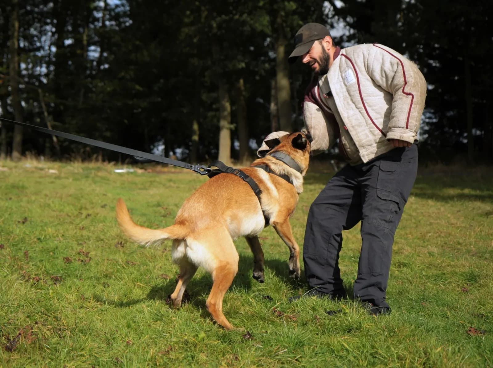 Dexter, stud dog, photo 6