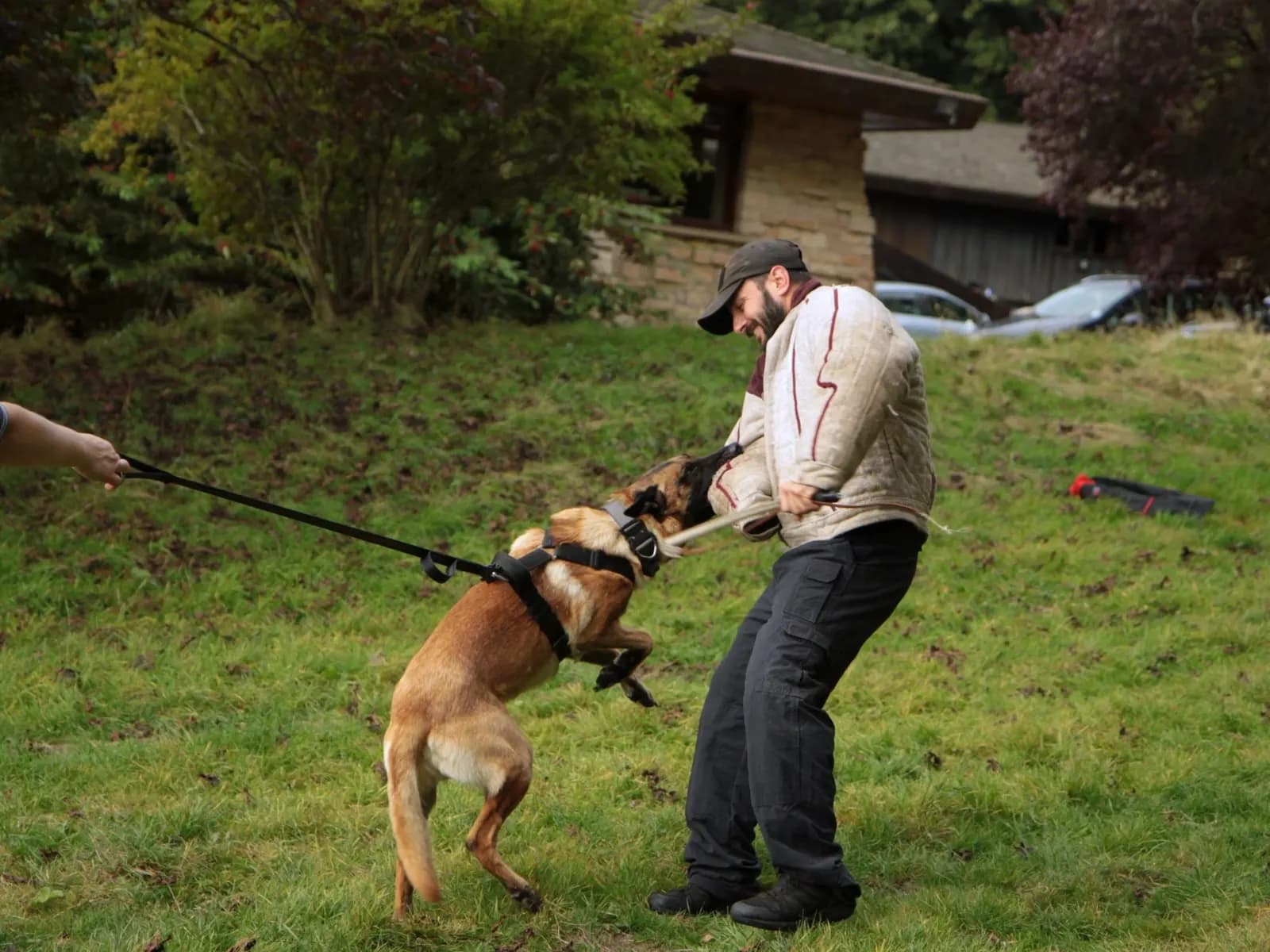 Dexter, stud dog, photo 7