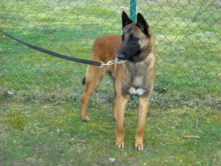 Mats, stud dog, photo 3