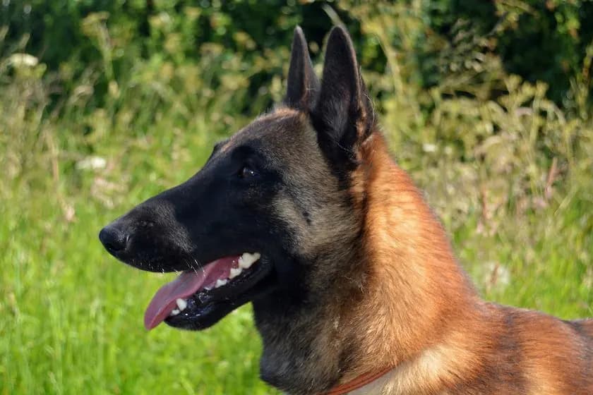 Mats, stud dog, photo 4