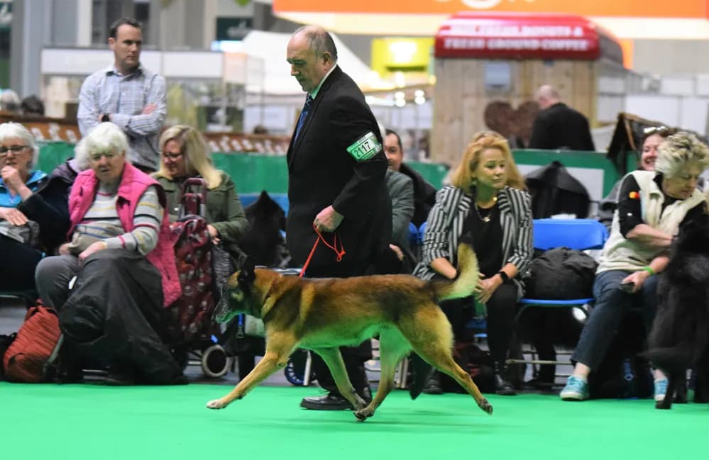 Mats, stud dog, photo 6