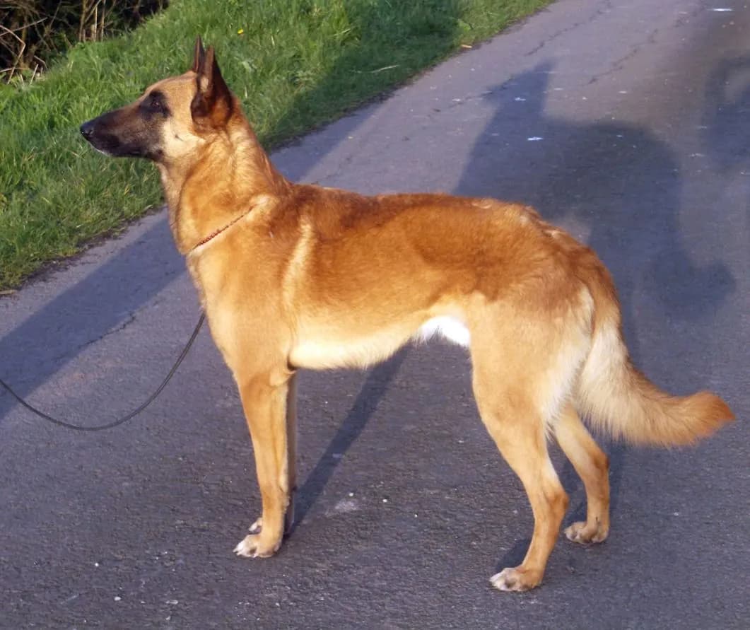Santee, stud dog, photo 2