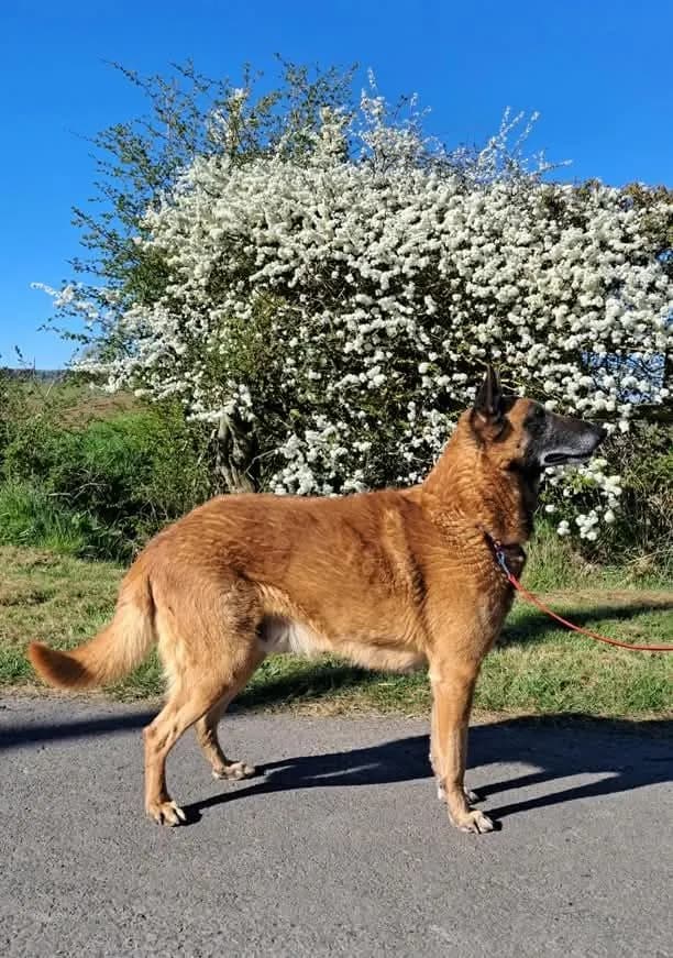 Santee, stud dog, photo 3