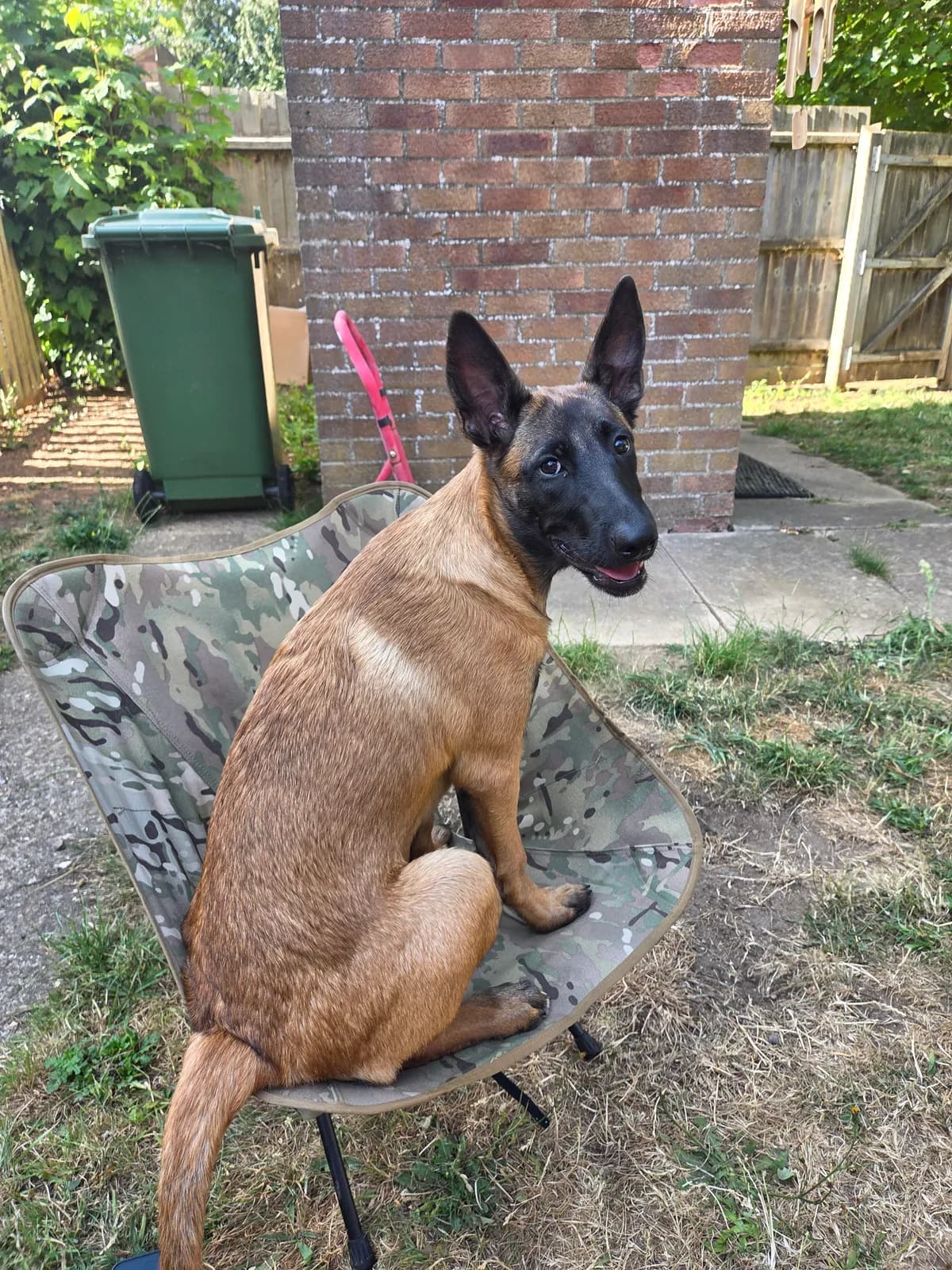 Arya, AnkerCanis Infinity, zdjęcie 2