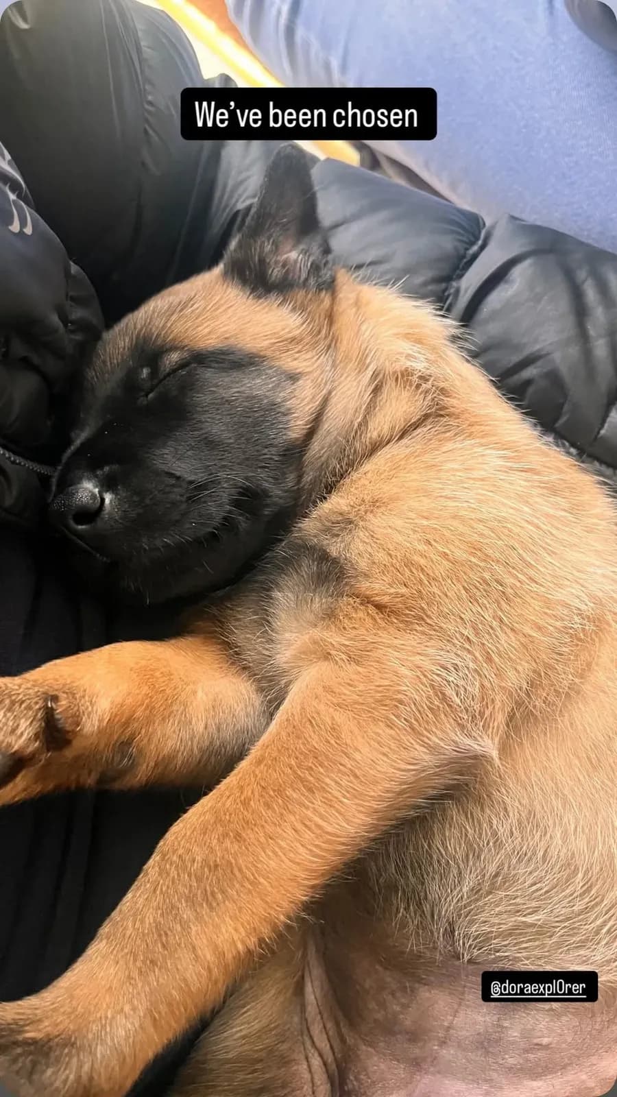 Arya, AnkerCanis Infinity, zdjęcie 4