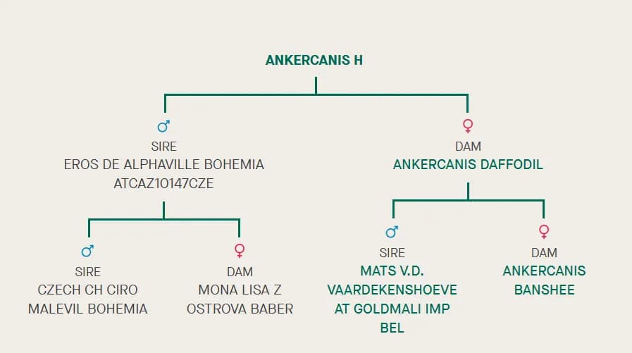 Miot H, AnkerCanis