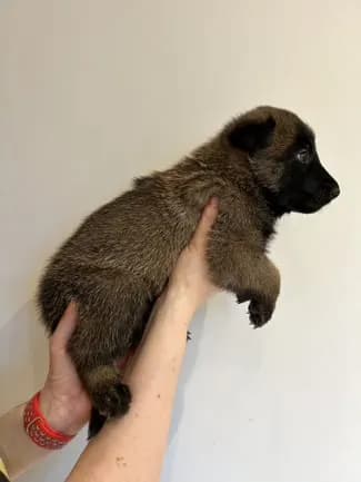 Merlin, szczenię z miotu H, zdjęcie 3
