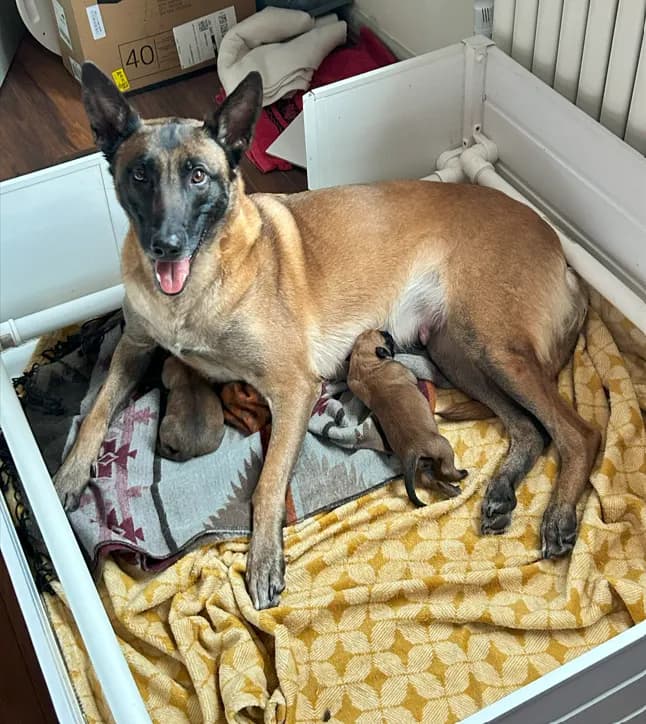 Lottie with her I litter puppies