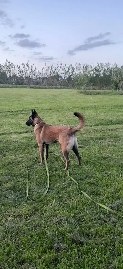 Xsara, AnkerCanis Khaleesi