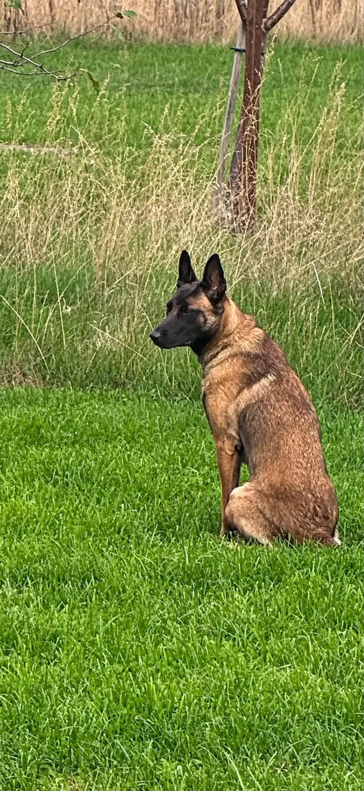 Xsara, AnkerCanis Khaleesi
