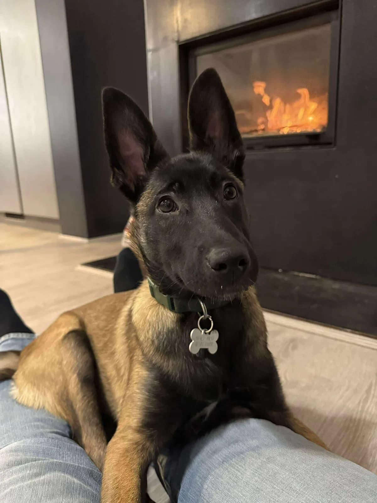 Xsara, AnkerCanis Khaleesi