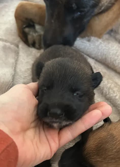 Korra, AnkerCanis Just for You
