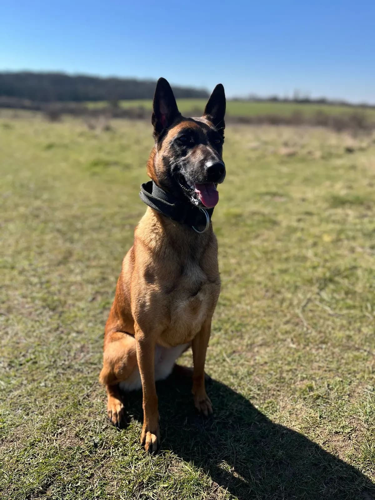 Ziva, AnkerCanis Godiva