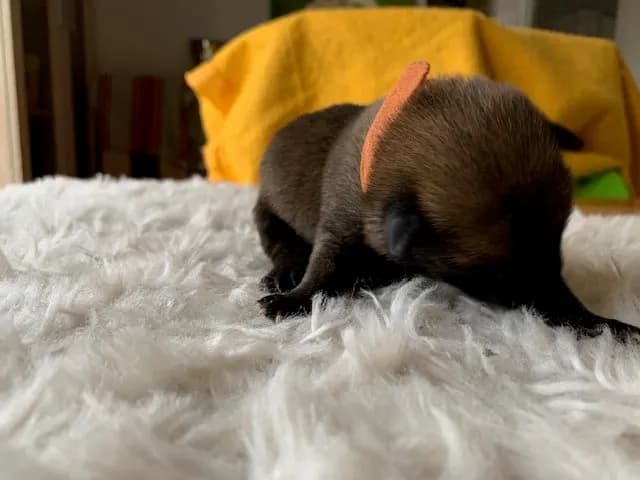 Ziva, AnkerCanis Godiva
