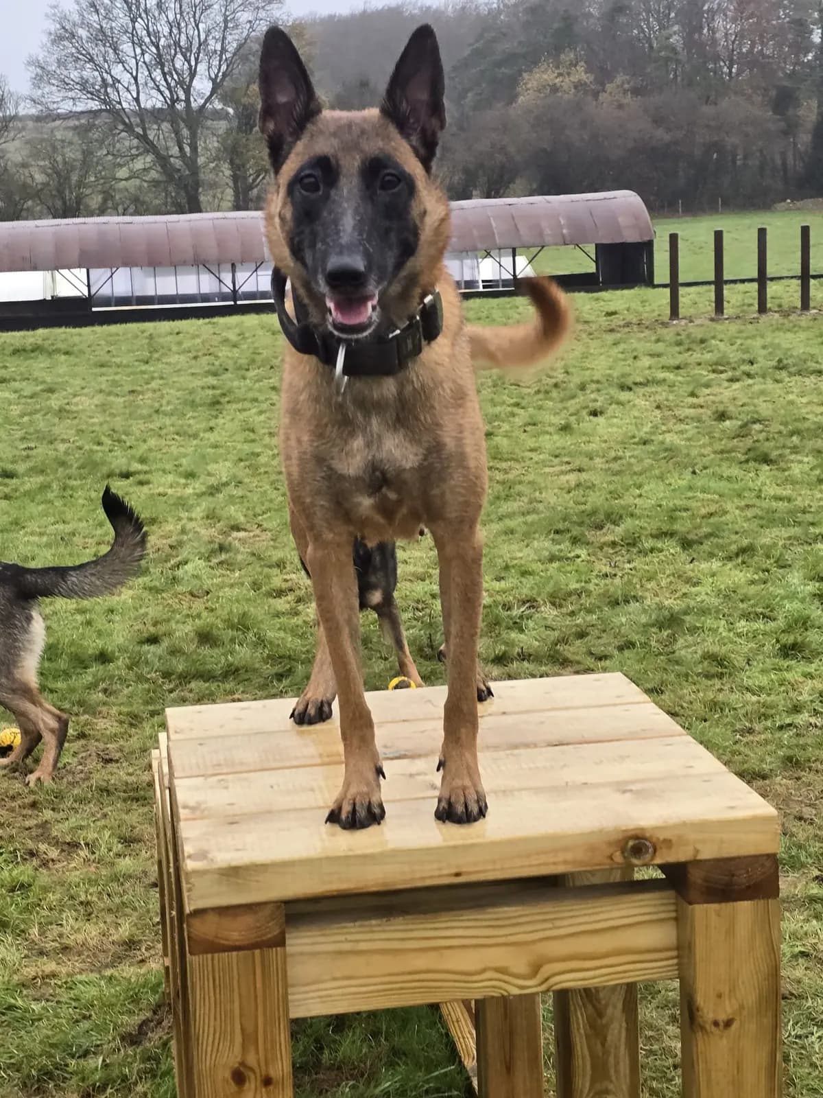 Ziva, AnkerCanis Godiva
