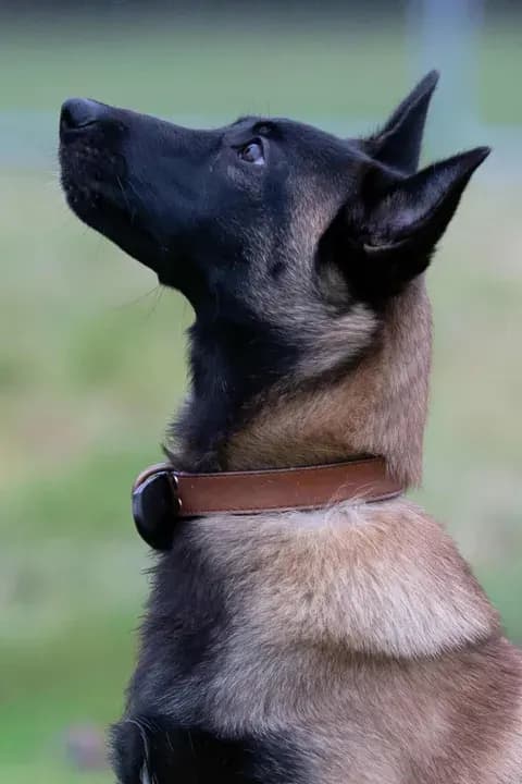 Ozzy, AnkerCanis Kinetic Energy