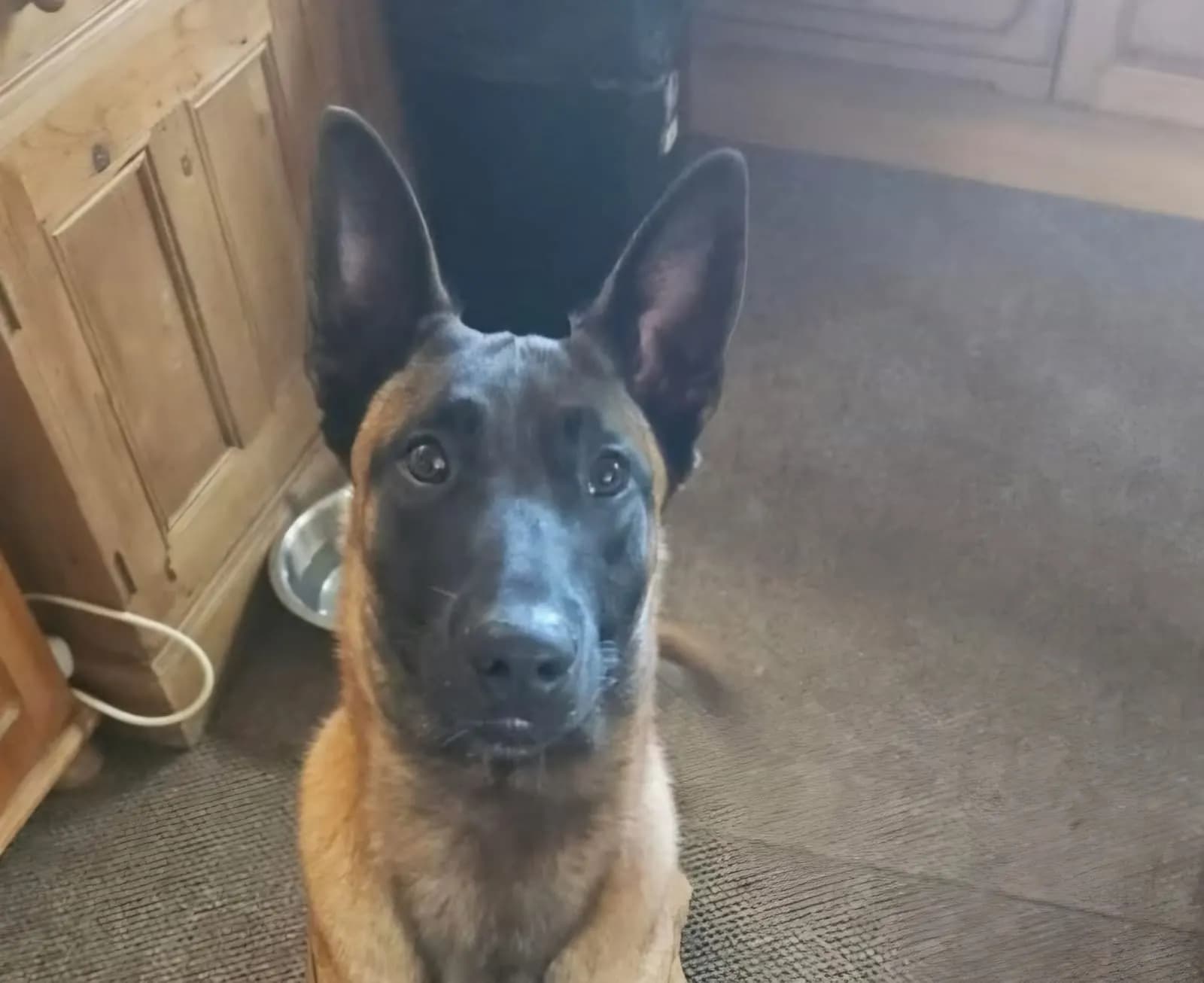 Rex, AnkerCanis Khal