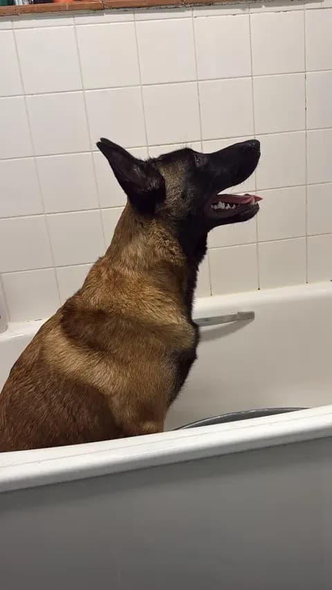 Keith, AnkerCanis Khaos
