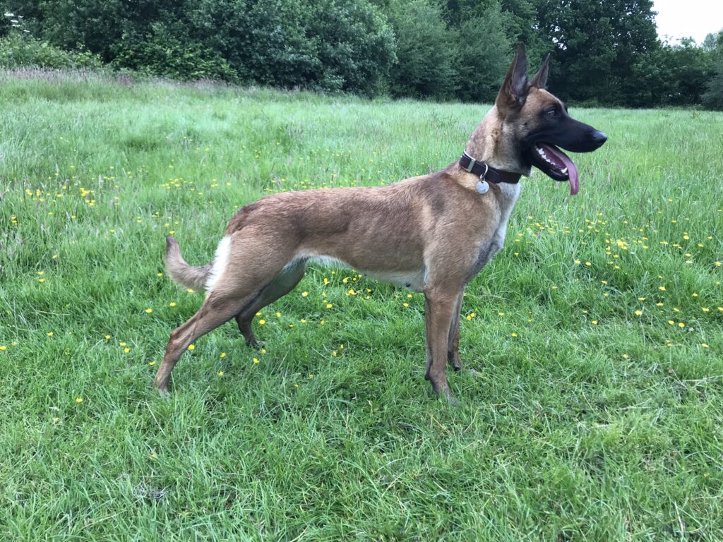 Belle