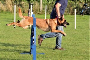 Jenna at agility class Aug 2021 17B
