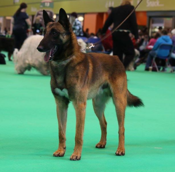 2015 crufts