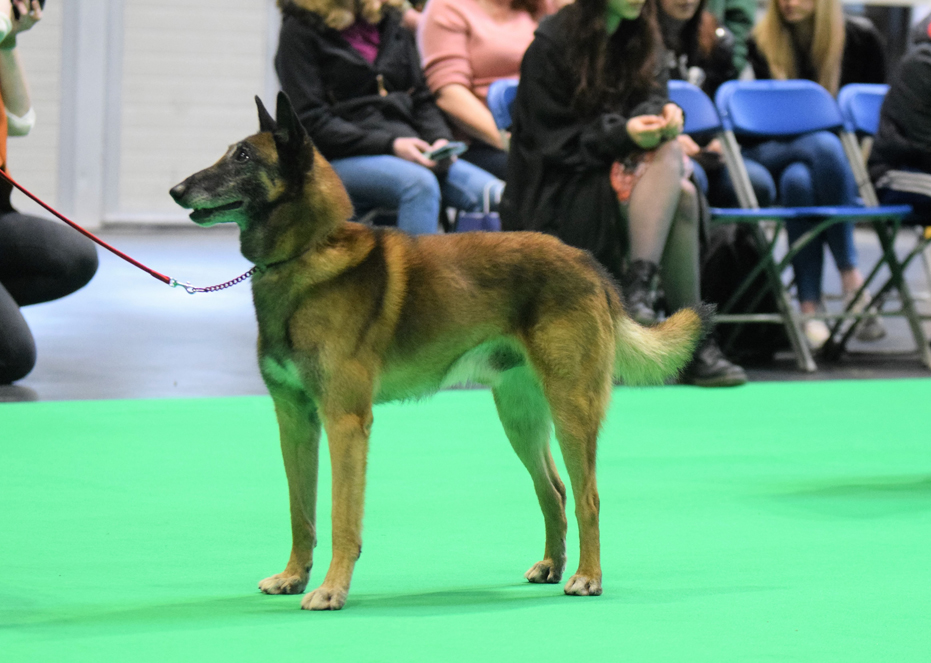 2022 crufts