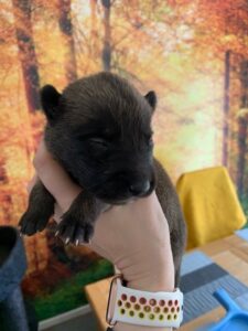 1 (4)