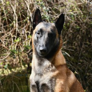 DSC_2689a