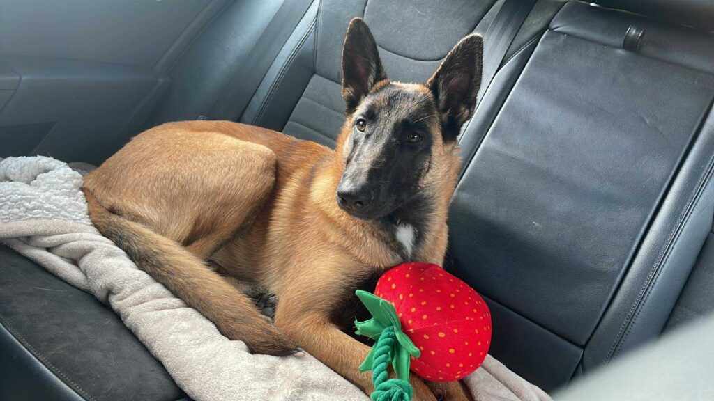 Messenger_creation_8AE46191-5D98-465C-93E1-5011BC9909D1