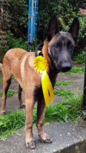 rosette