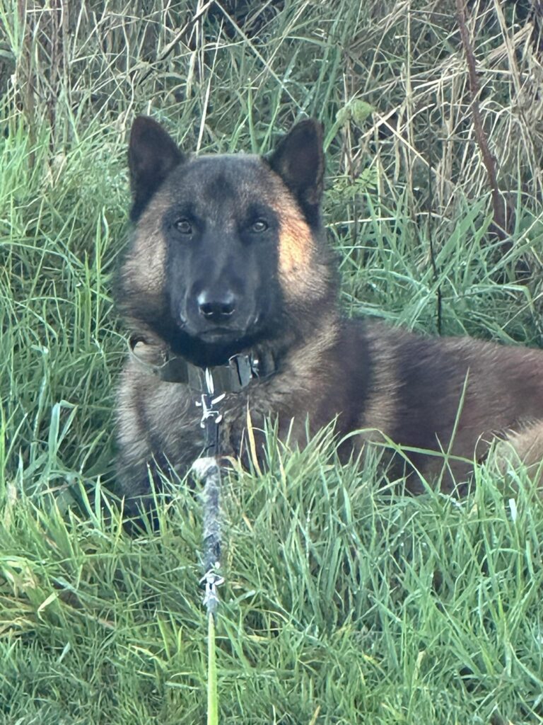 received_691701830154484